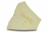 Detailed Fossil Dragonfly - Solnhofen Limestone #280458-1